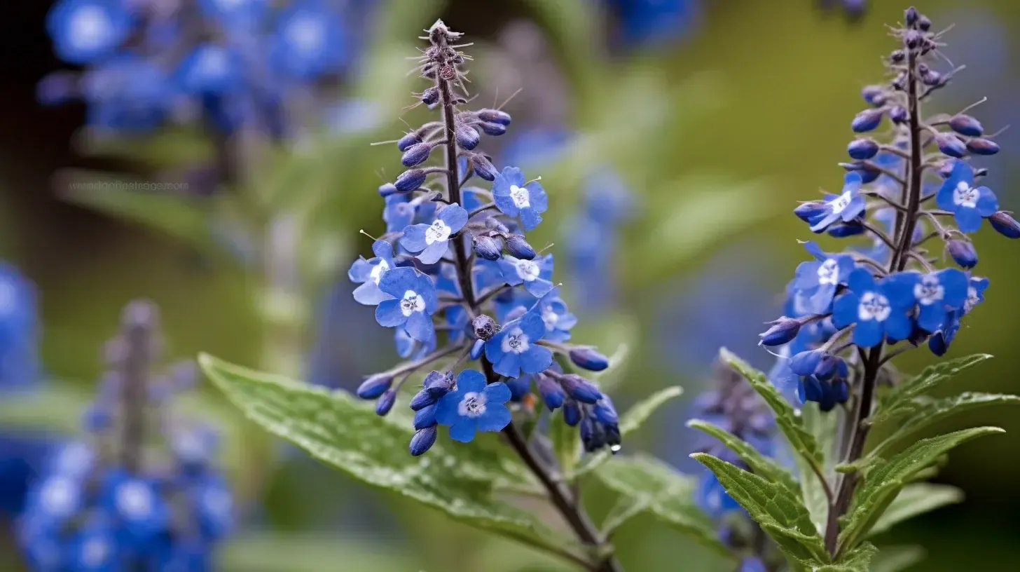 The image shows a close-up of vibrant blue flowers with green leaves in the background. The flowers are clustered on tall stems, creating a striking contrast against the blurred greenery.