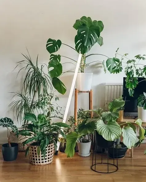 Collection of thriving indoor plants grown with Oregon Super Soil