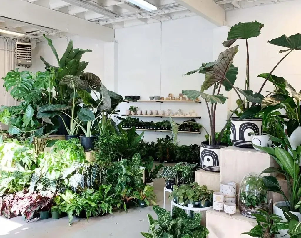 Lush indoor nursery nurtured by Oregon Super Soil