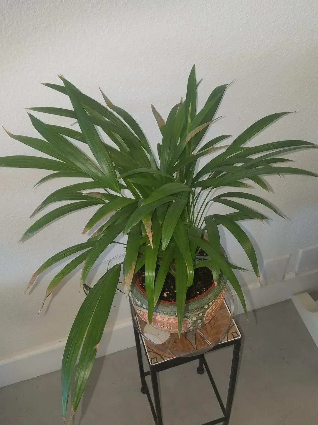 Another example of a plant grown with Oregon Super Soil