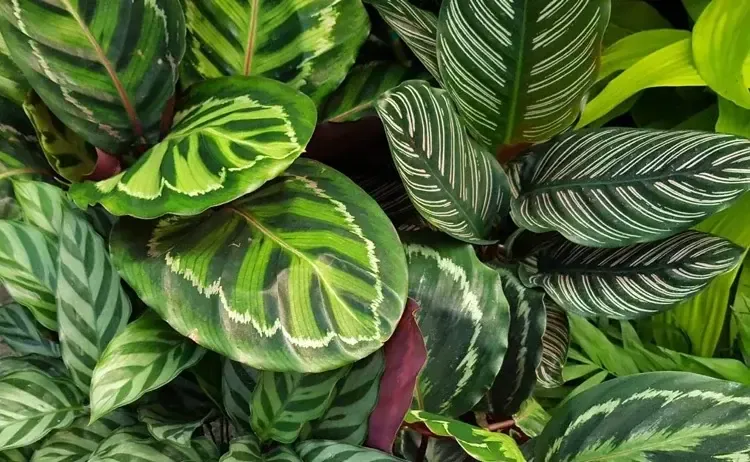 The image features a close-up view of various tropical plant leaves with distinct patterns and colors. The leaves display a mix of green hues with white and red accents, creating a vibrant and lush appearance.